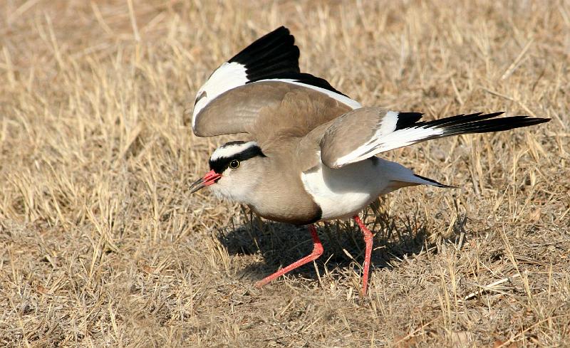 frieda 093.jpg - Hoop nie jy sien my nes nie!